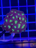 Favia Colony XL - WYSIWYG 9F2C6CD2