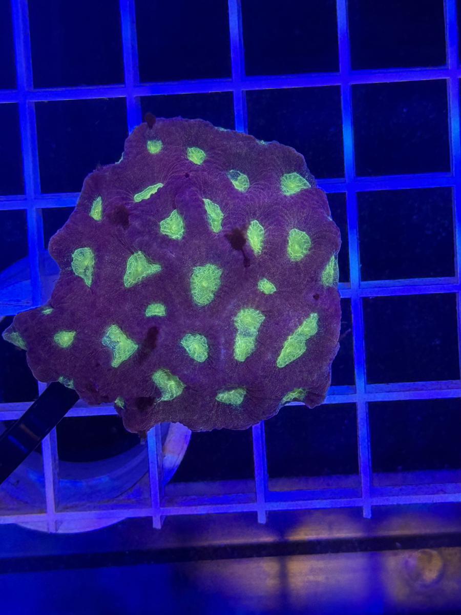 Favia Colony XL - WYSIWYG 9F2C6CD2