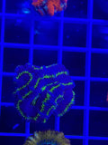 Acan Lord Ultra Frag - WYSIWYG 9FAFC133