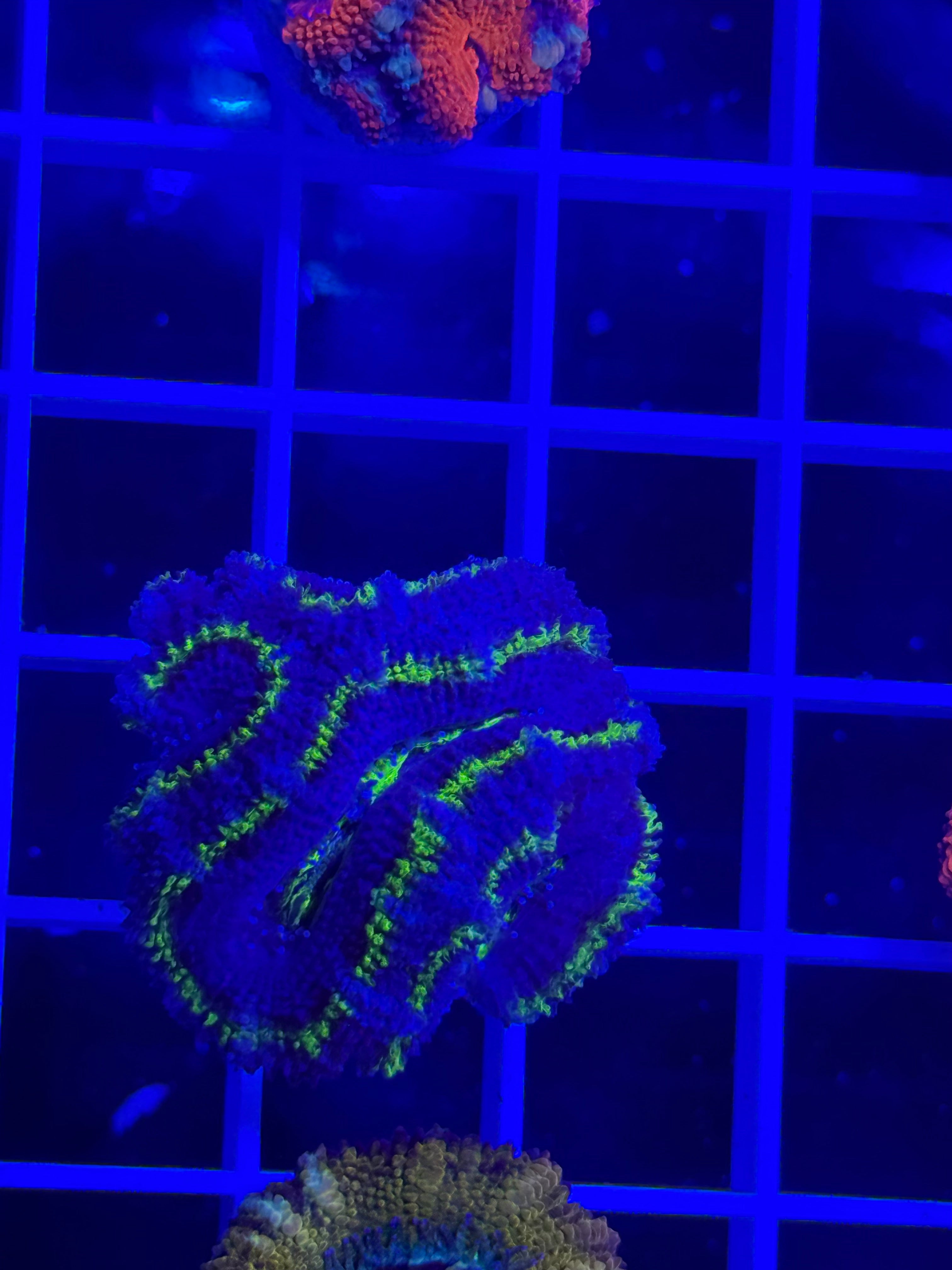Acan Lord Ultra Frag - WYSIWYG 9FAFC133