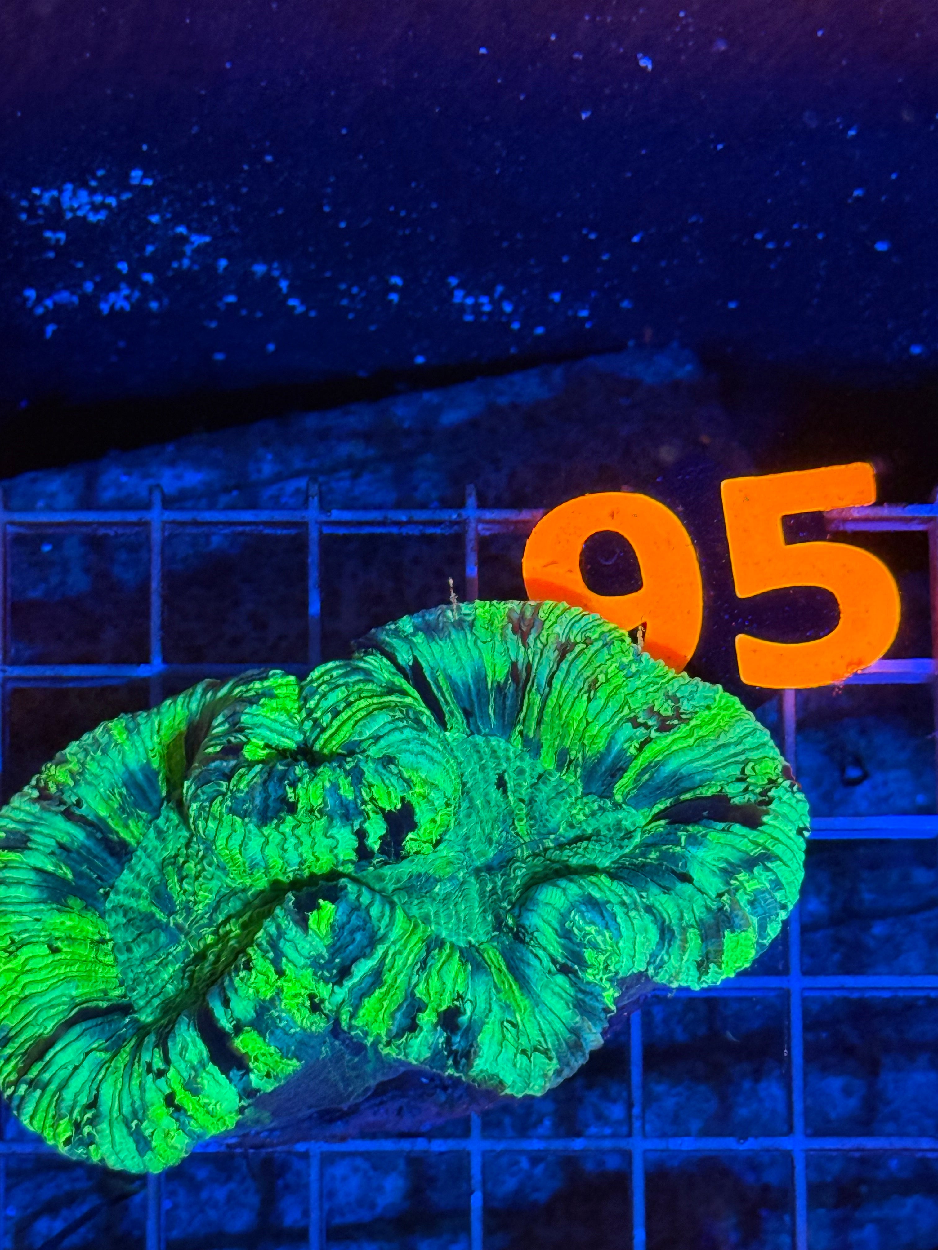 Trachyphyllia - WYSIWYG 9FC3FC98