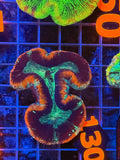 Trachyphyllia - WYSIWYG 9FD3B805