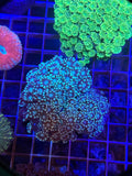 Alveopora colony