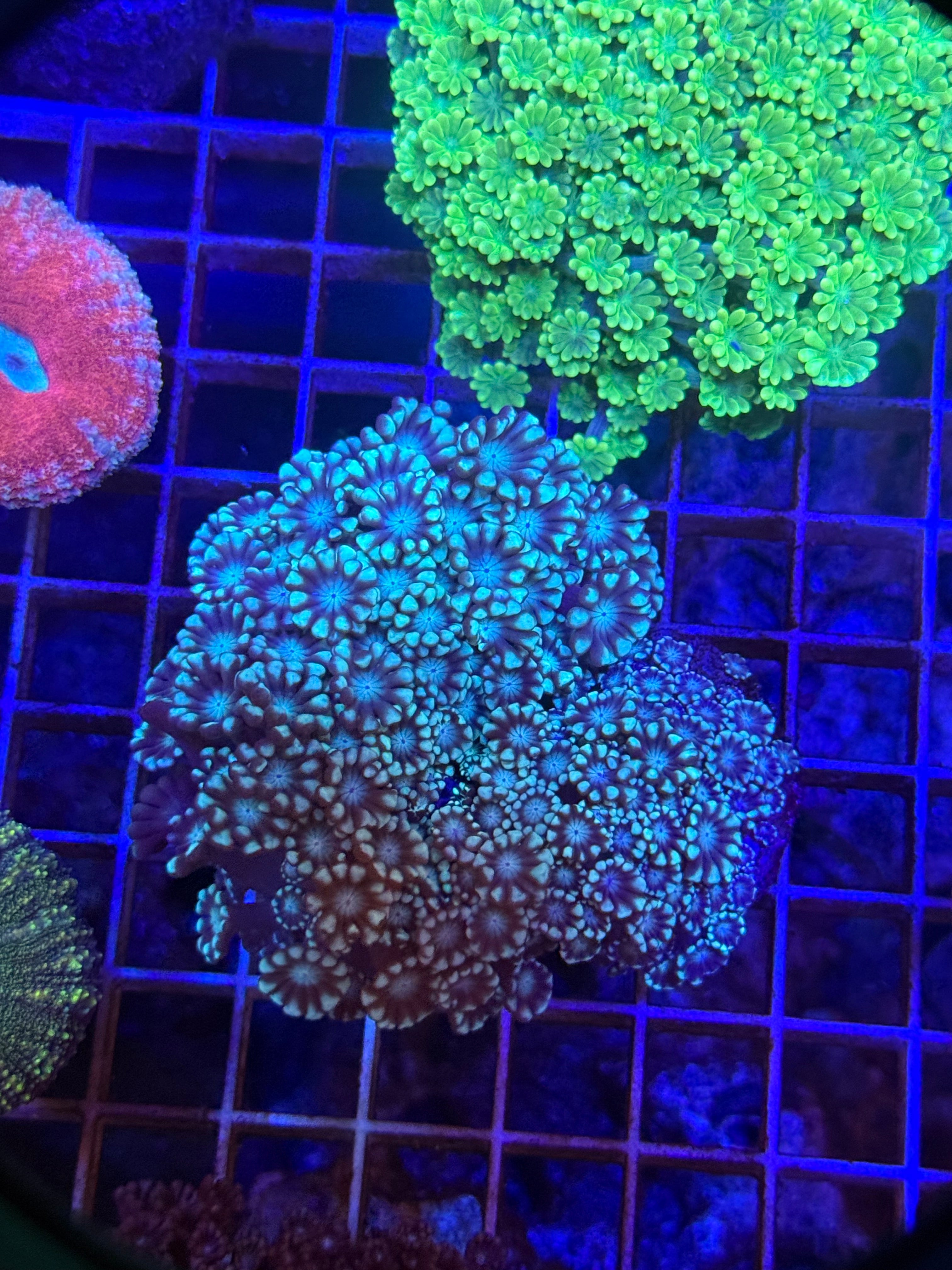Alveopora colony
