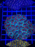 Acan Lord Colony