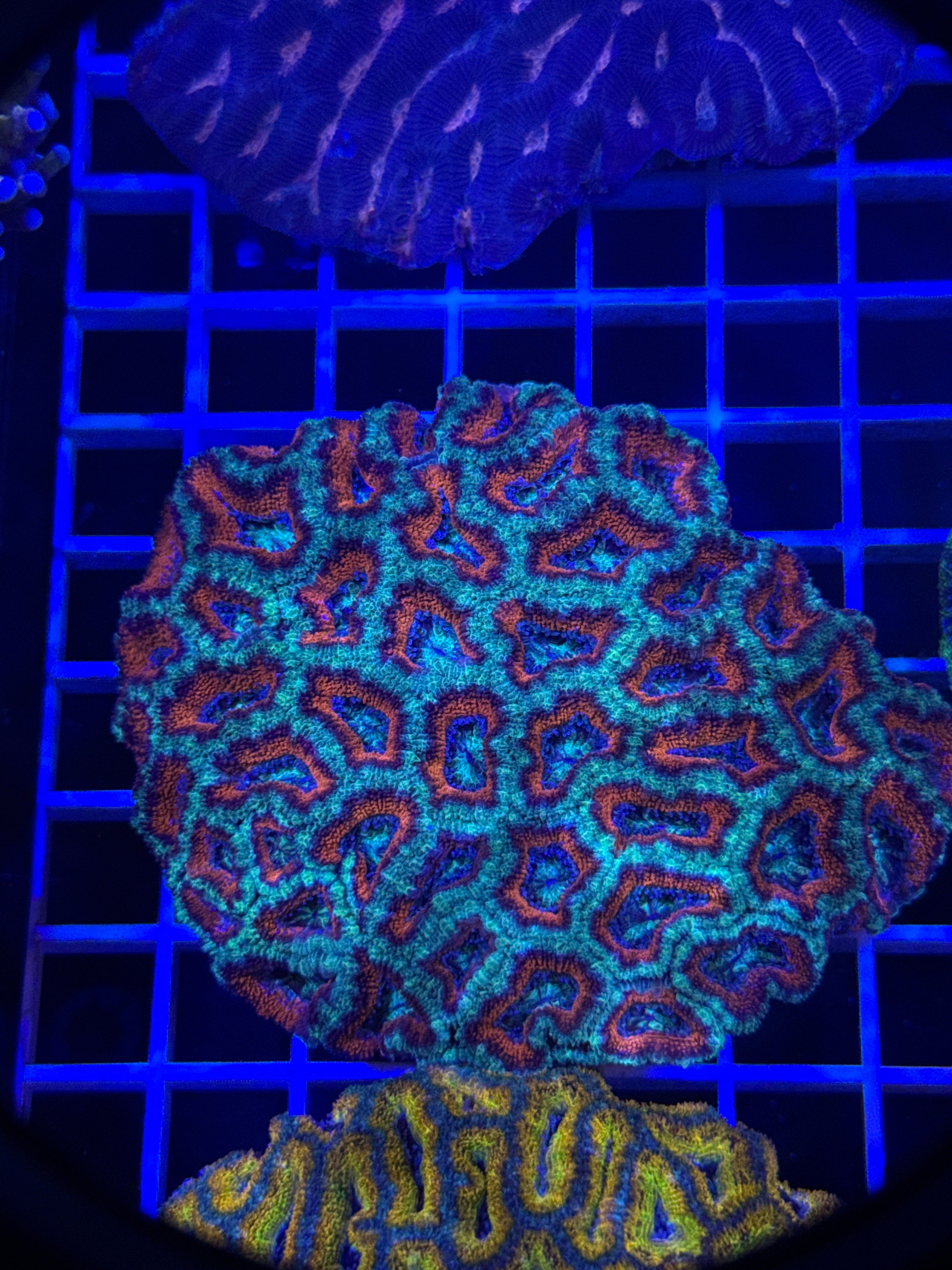 Acan Lord Colony