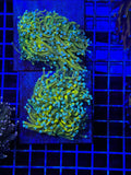 Banana Torch Coral