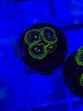 Exosphere Zoa Plug