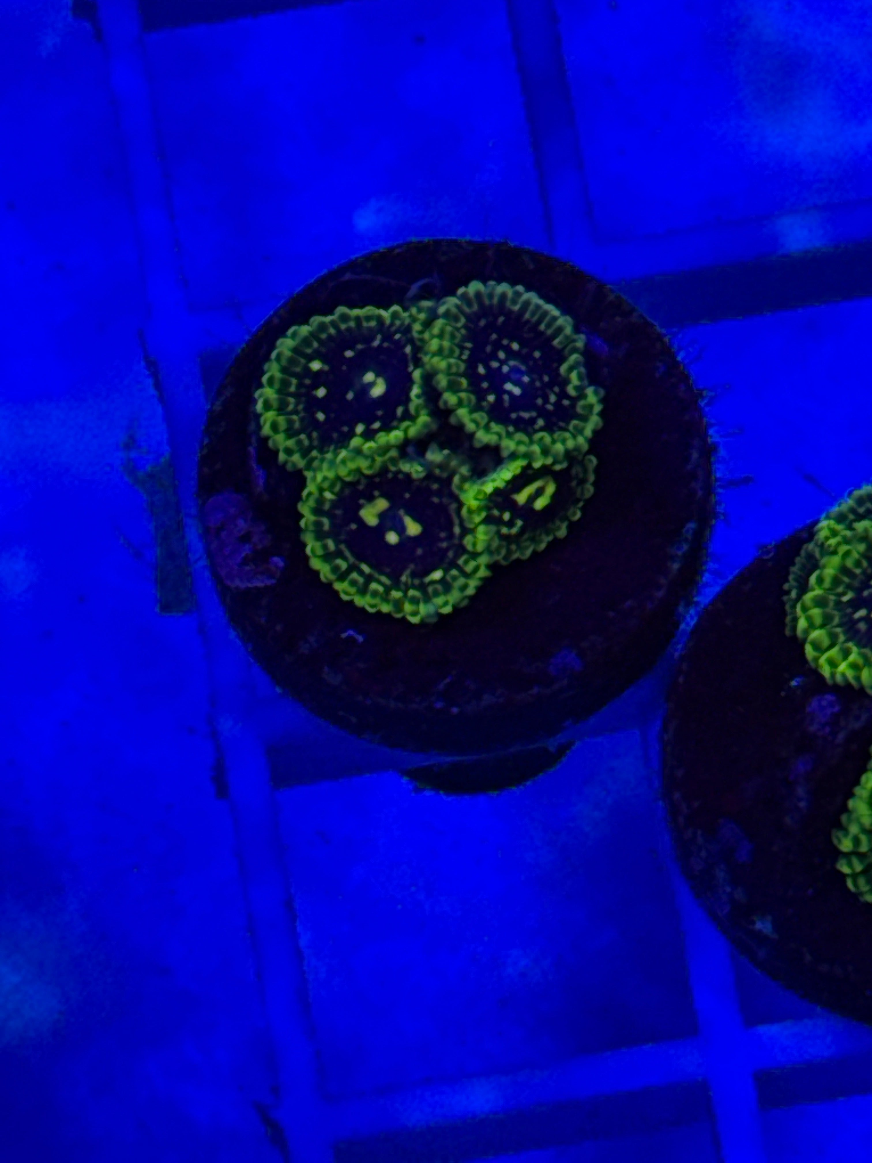 Exosphere Zoa Plug