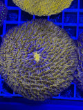 Orange Plate Coral Ultra