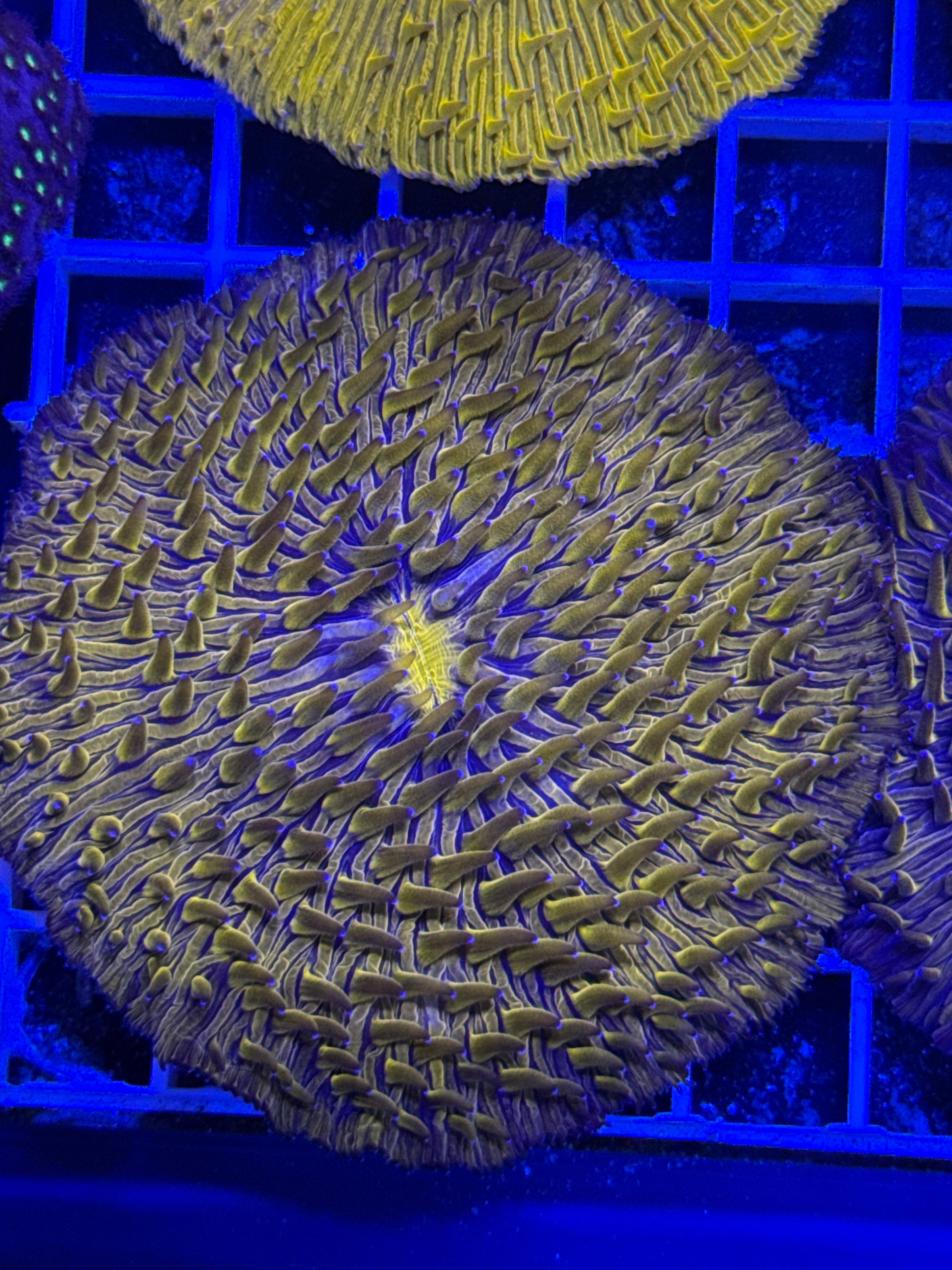 Orange Plate Coral Ultra