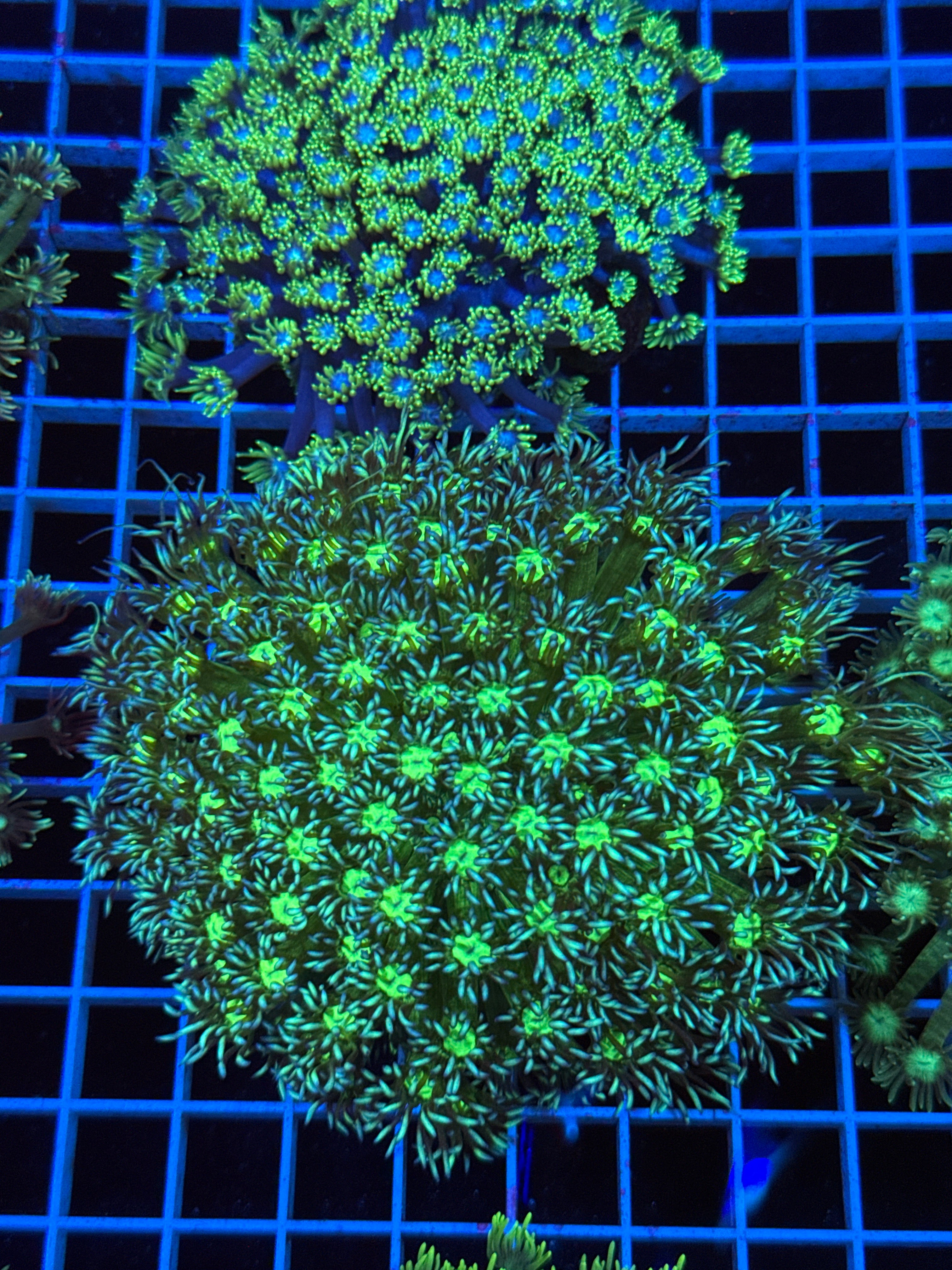Goniopora Colony