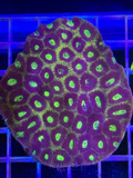 Favia Colony XL - WYSIWYG B722F157