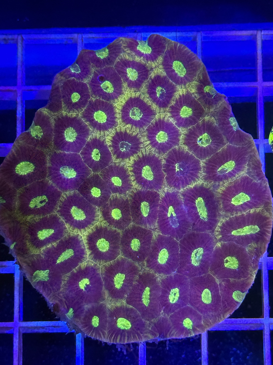 Favia Colony XL - WYSIWYG B722F157