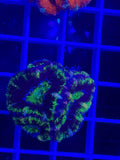 Acan Lord Ultra Frag - WYSIWYG B7A660BB