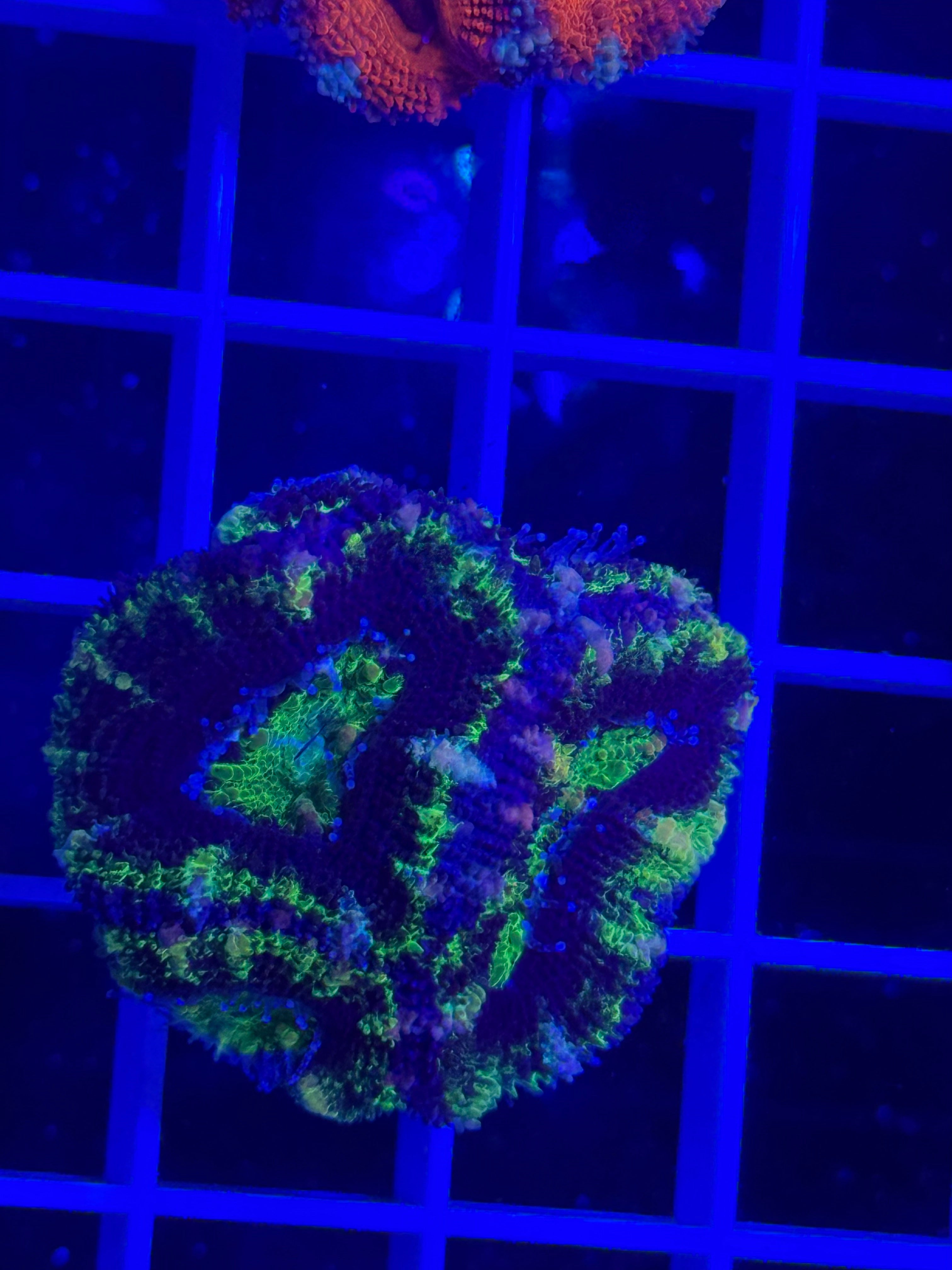 Acan Lord Ultra Frag - WYSIWYG B7A660BB