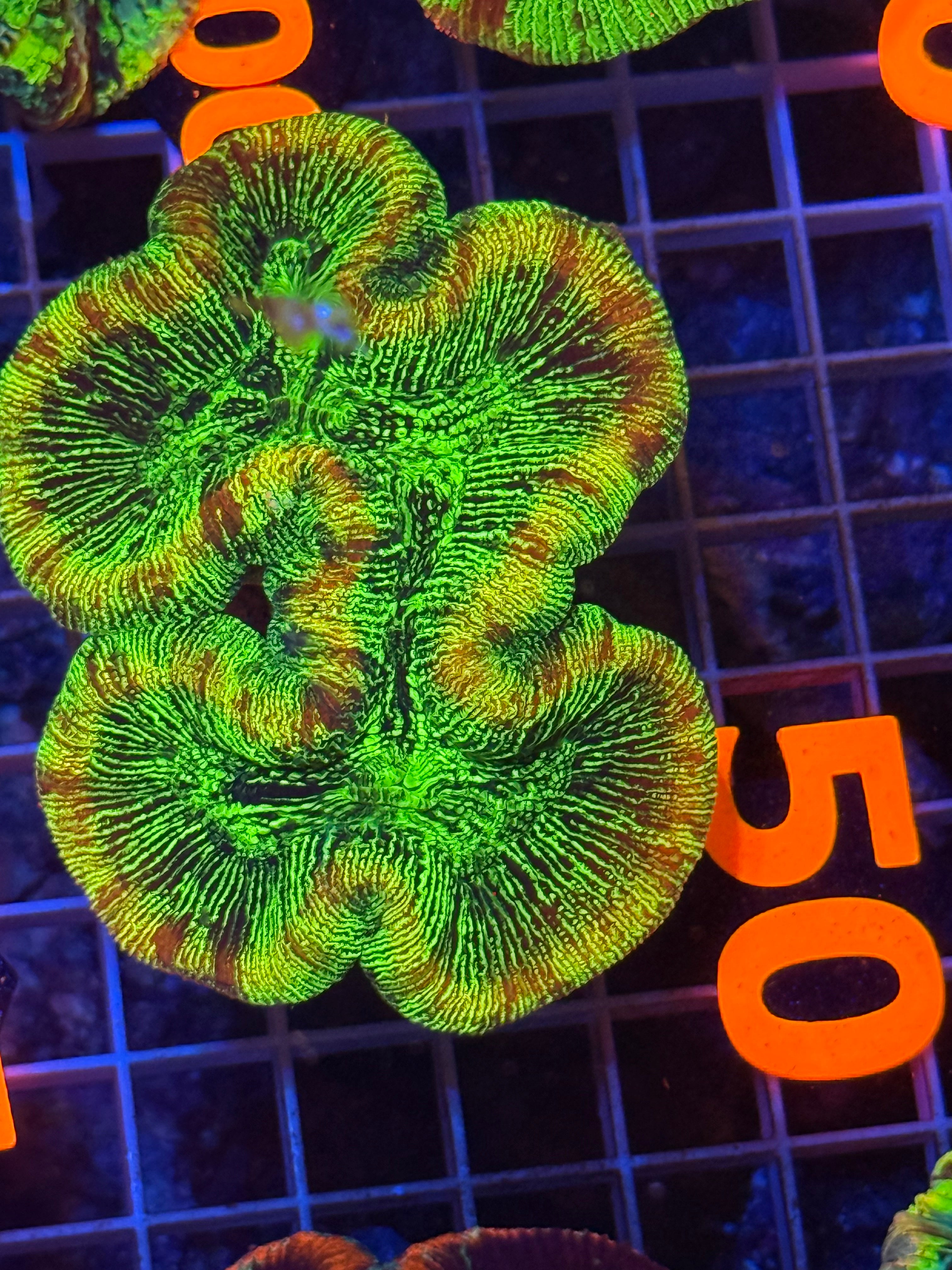 Trachyphyllia - WYSIWYG B88AE5BD