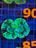Trachyphyllia - WYSIWYG B9827971
