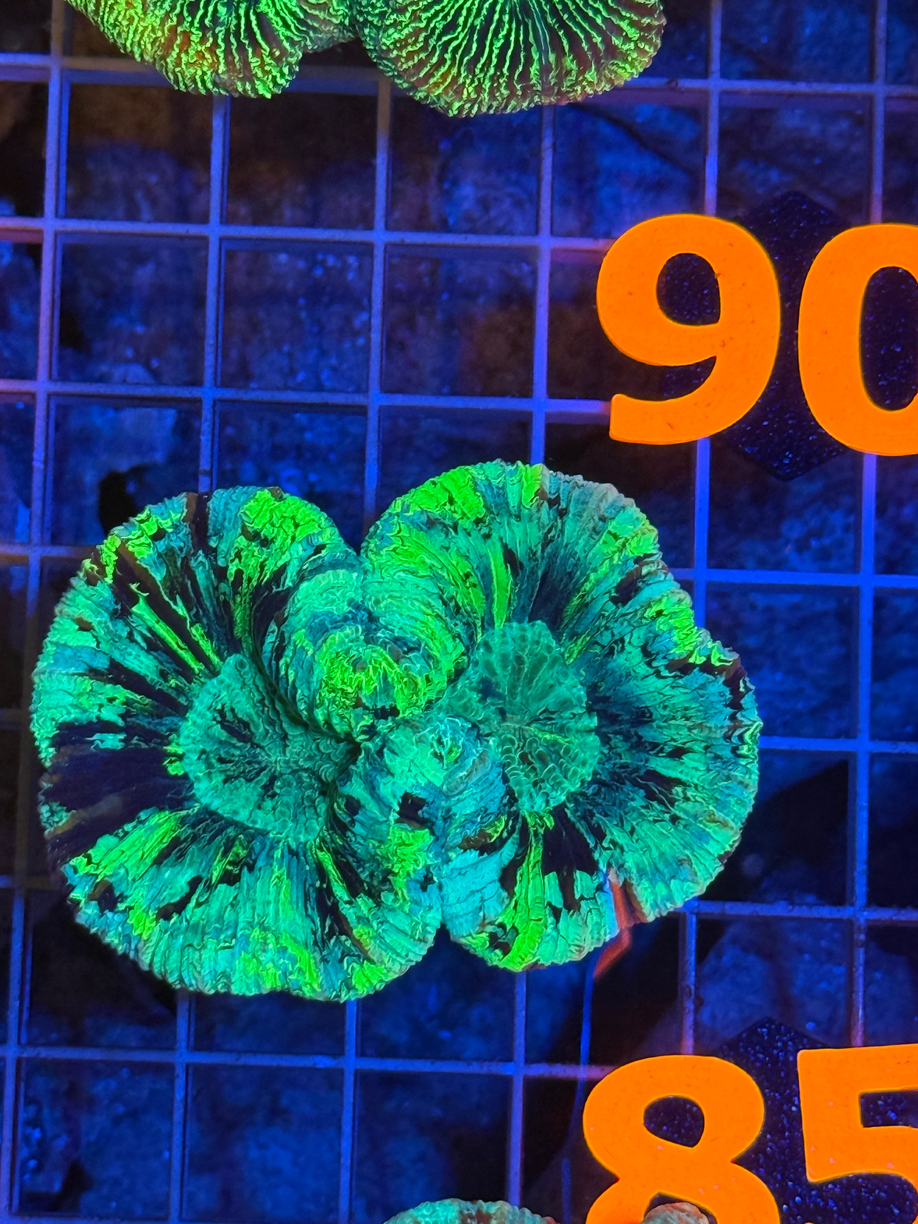 Trachyphyllia - WYSIWYG B9827971