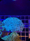 Alveopora Colony