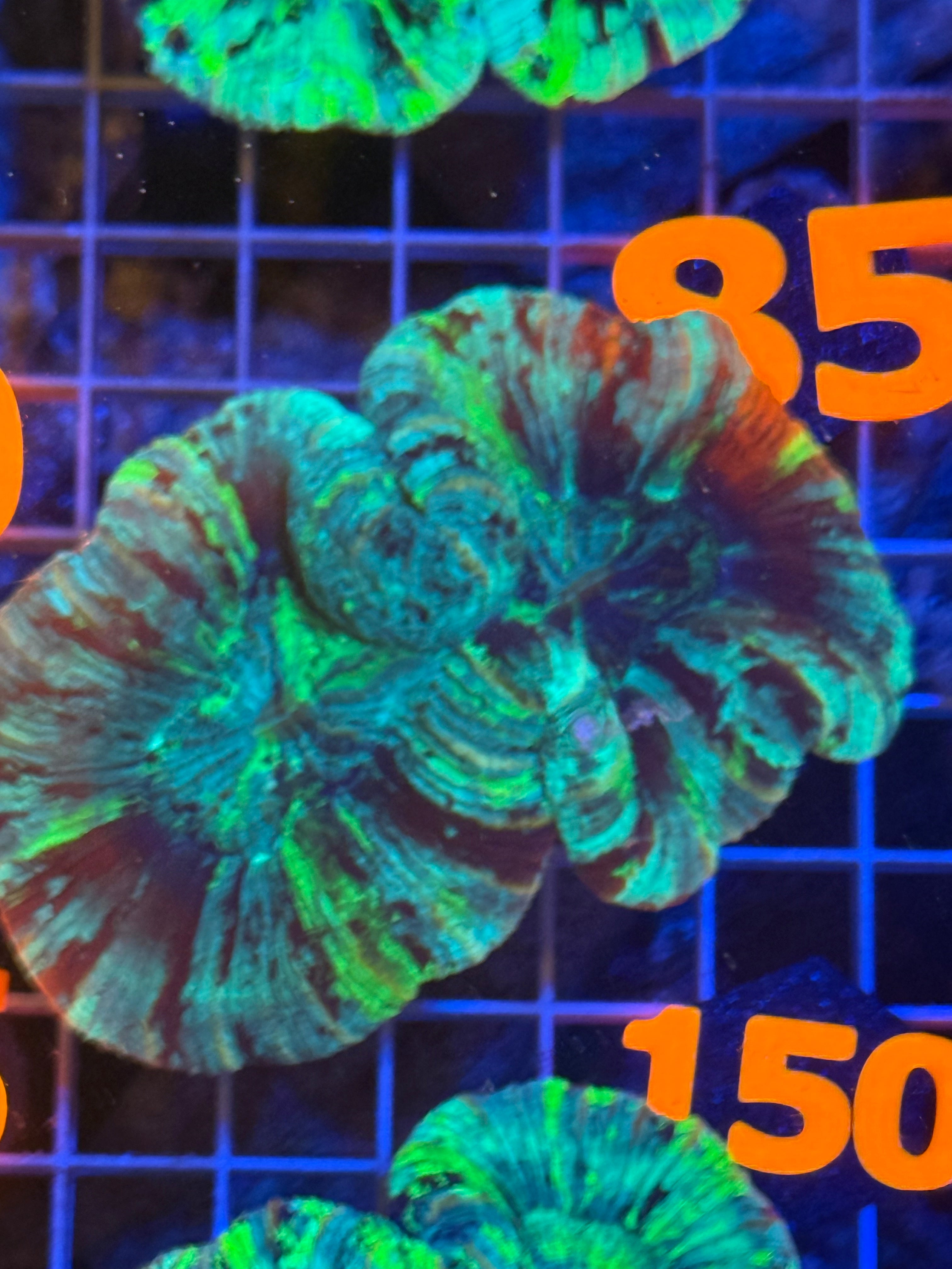 Trachyphyllia - WYSIWYG C3259C42