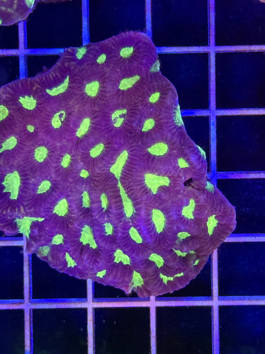 Favia Colony XL - WYSIWYG C57DFA4B