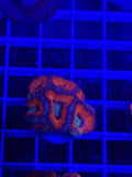 Acan Lord Ultra Frag - WYSIWYG C5AAC96F