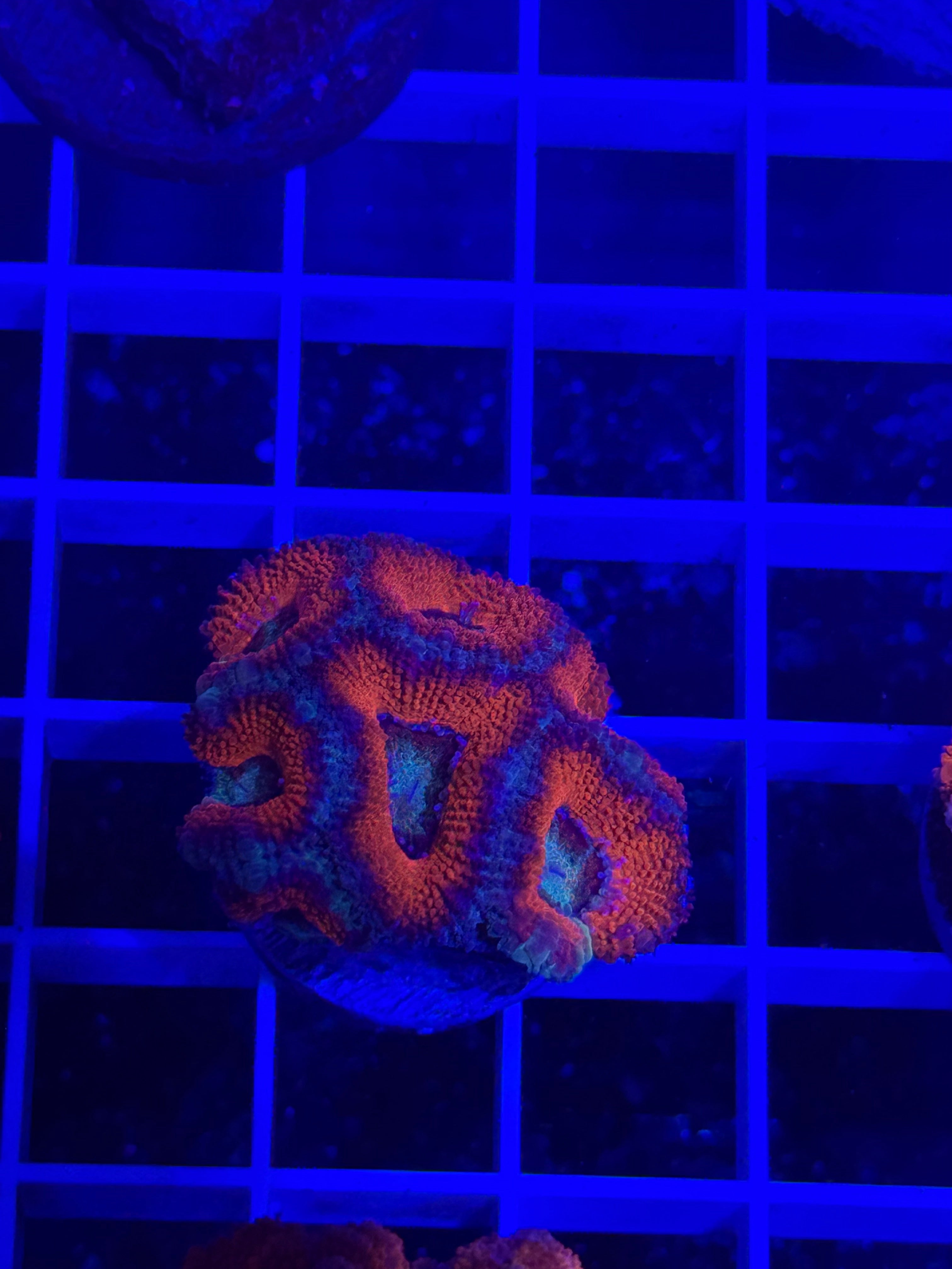 Acan Lord Ultra Frag - WYSIWYG C5AAC96F