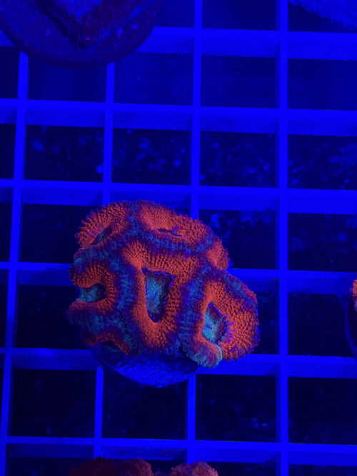 Acan Lord Ultra Frag - WYSIWYG C5AAC96F