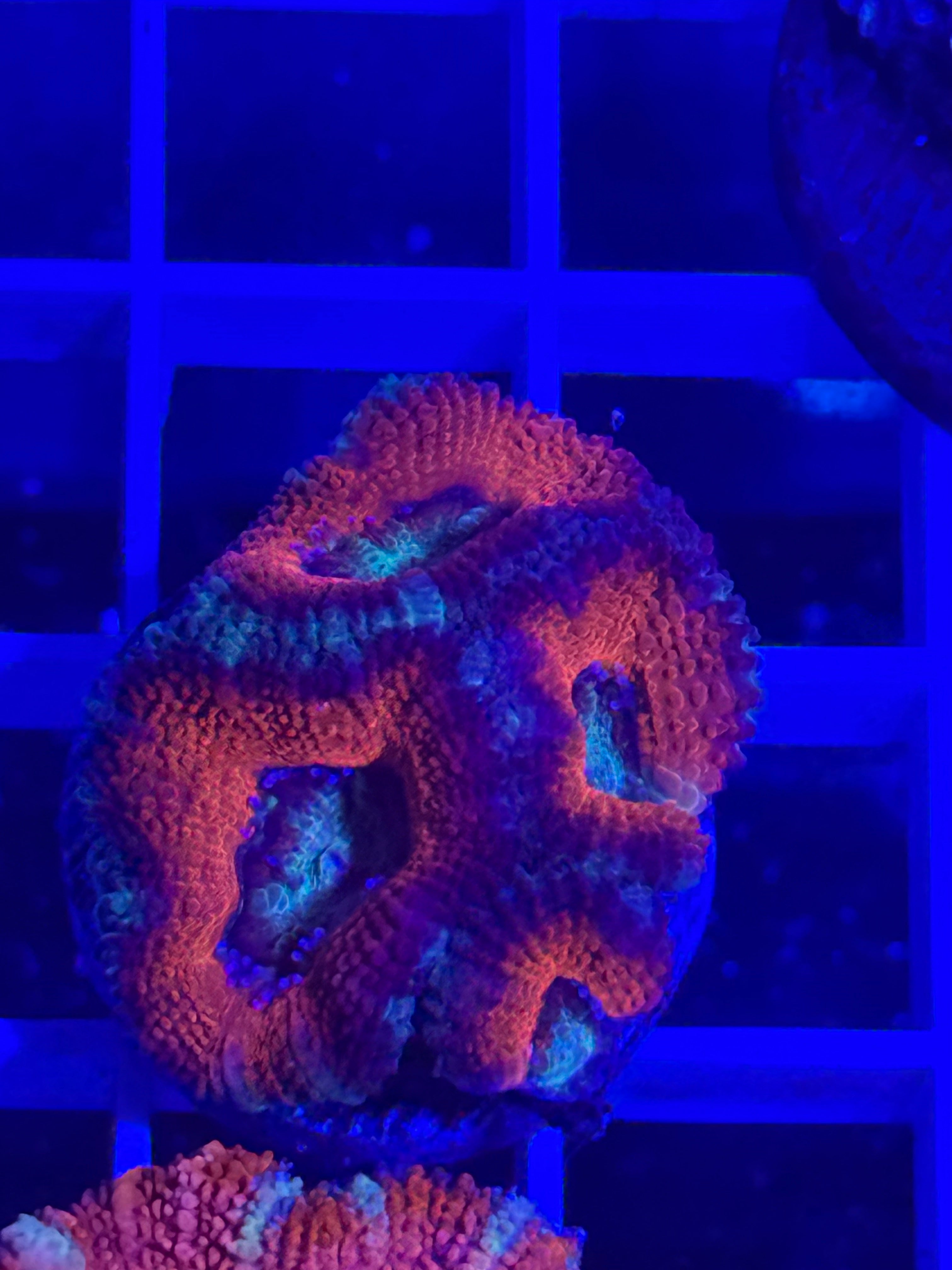 Acan Lord Ultra Frag - WYSIWYG C62FCFC7