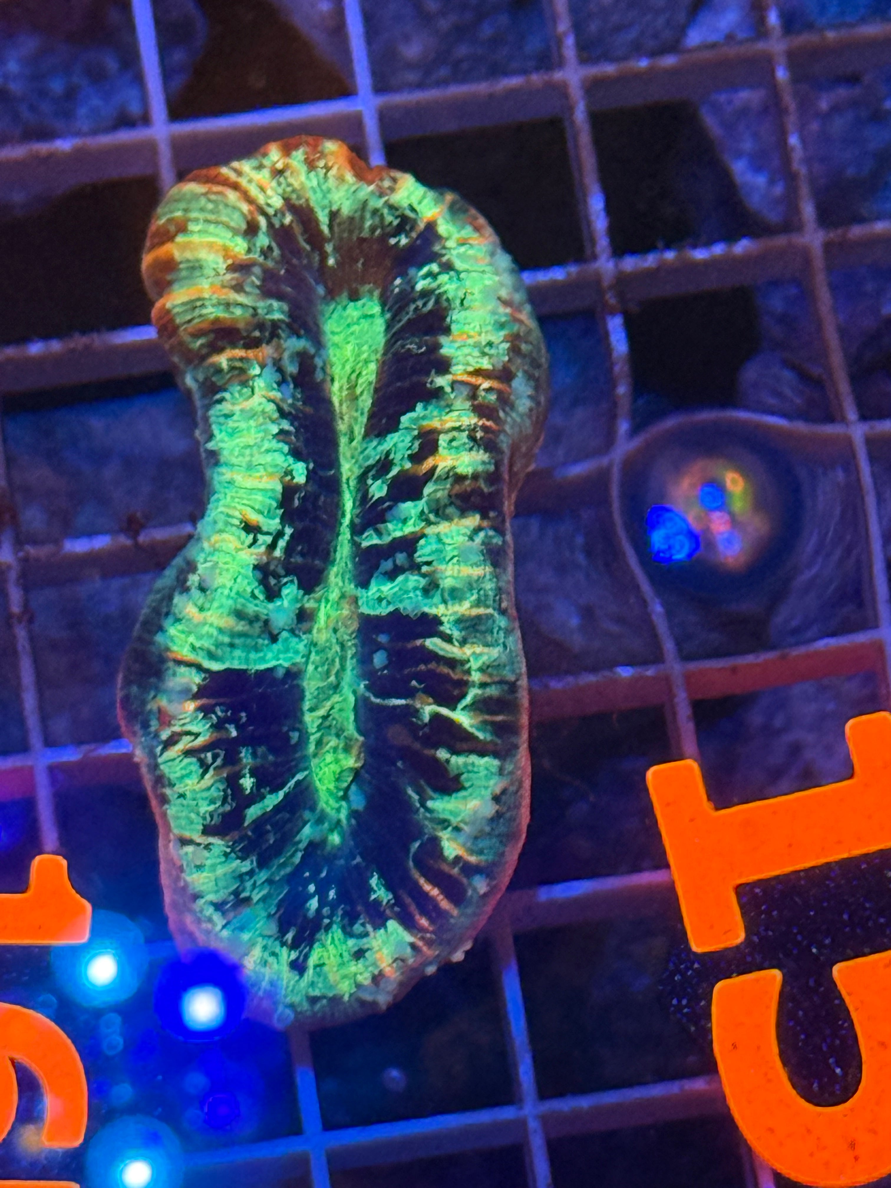 Trachyphyllia - WYSIWYG C68D5962