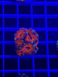 Acan Lord Ultra Frag - WYSIWYG C9887EC8