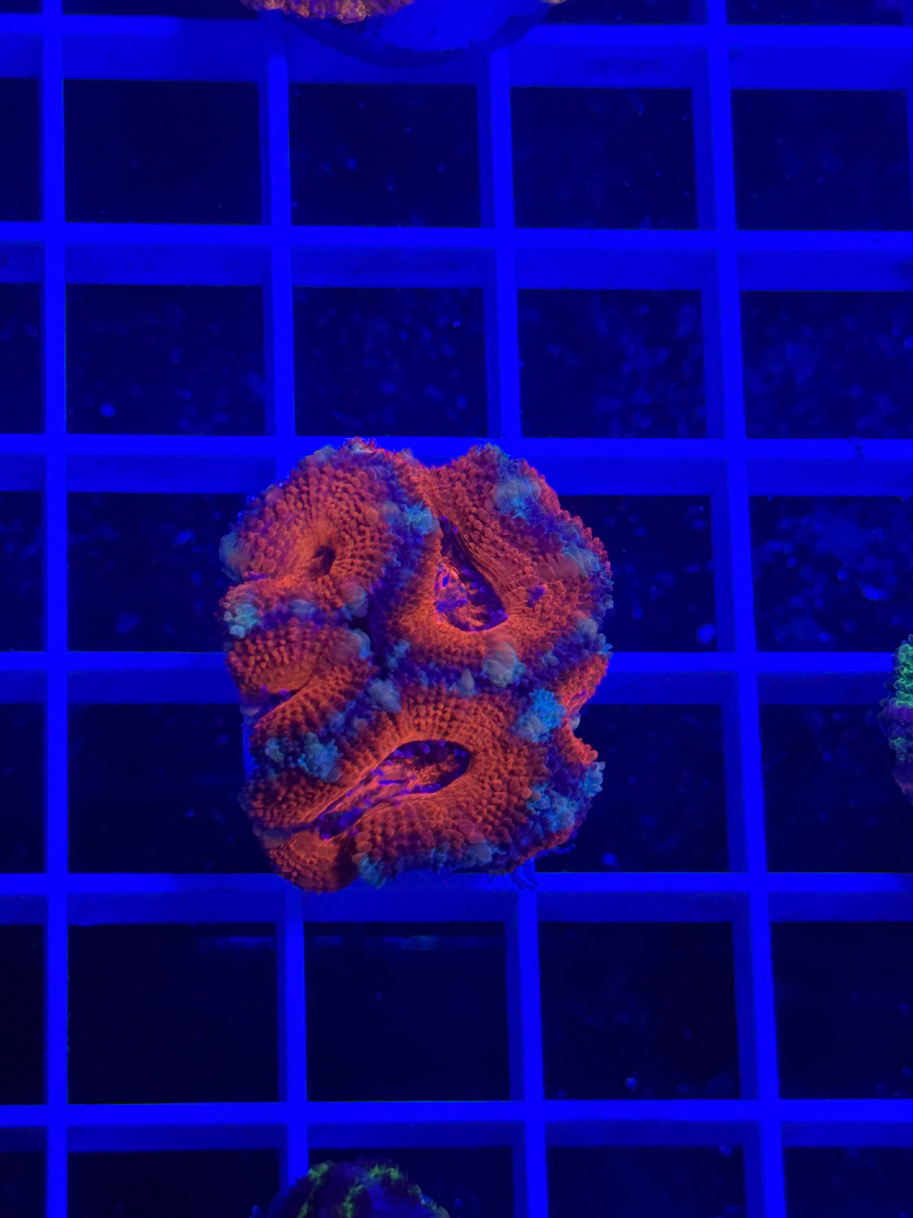 Acan Lord Ultra Frag - WYSIWYG C9887EC8