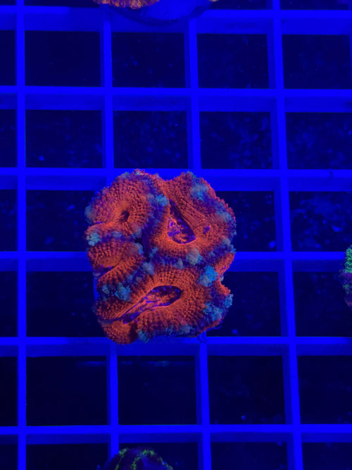 Acan Lord Ultra Frag - WYSIWYG C9887EC8