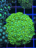 Goniopora Colony Ultra Green