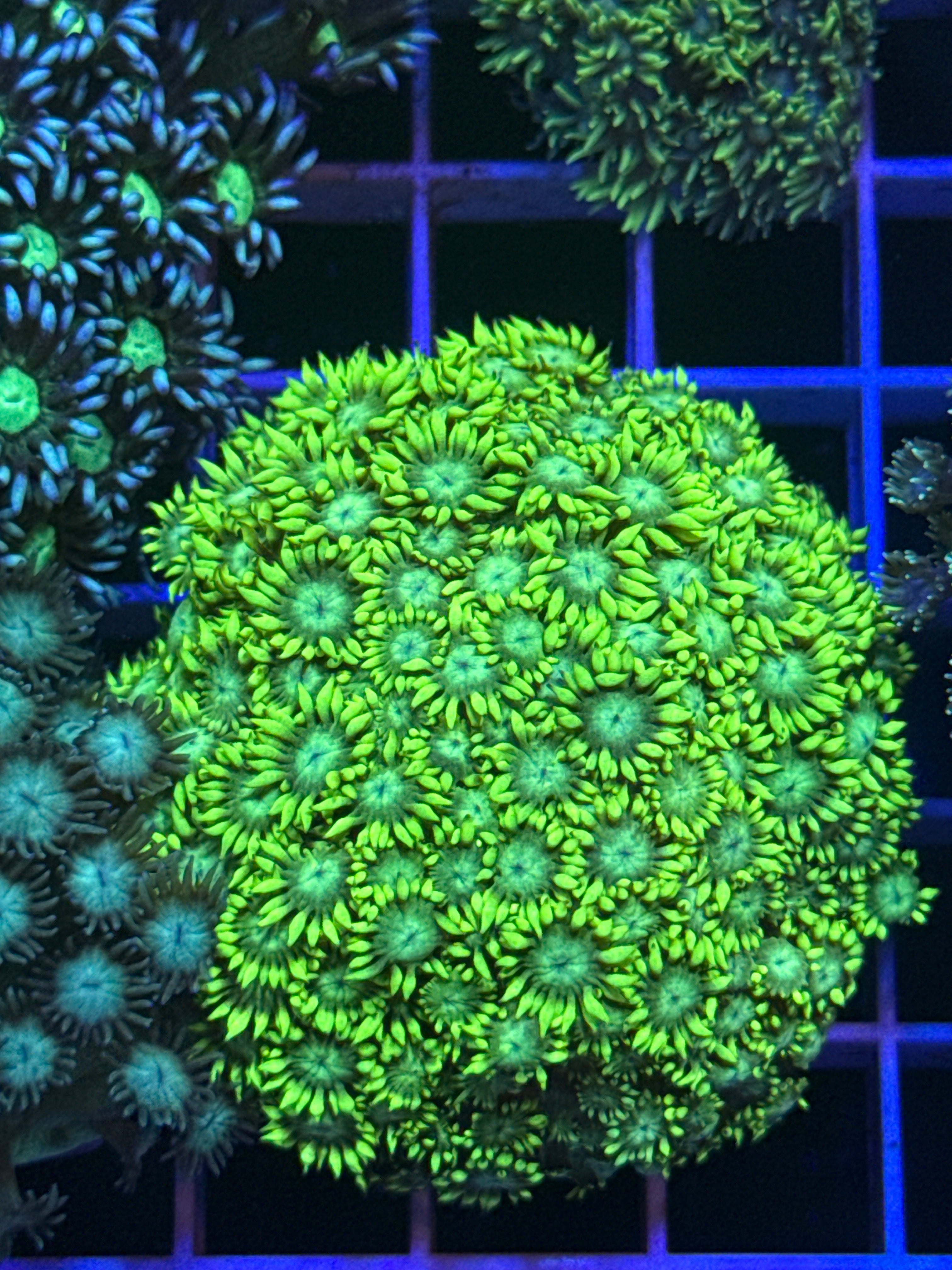 Goniopora Colony Ultra Green
