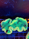 Trachyphyllia - WYSIWYG CEE89FB6