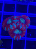 Acan Lord Ultra Frag - WYSIWYG D01D2688
