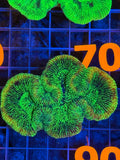 Trachyphyllia - WYSIWYG D077B48D