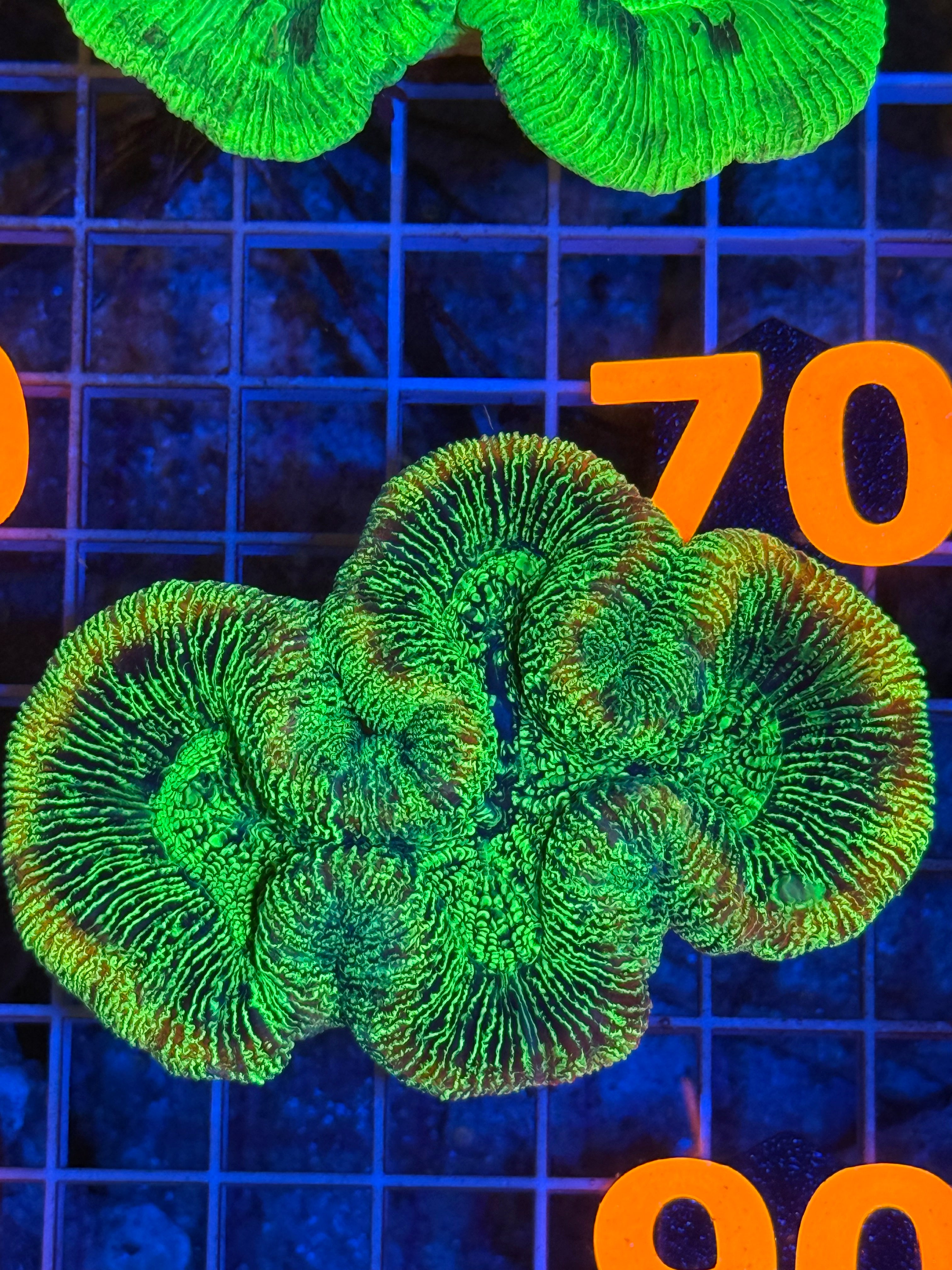 Trachyphyllia - WYSIWYG D077B48D
