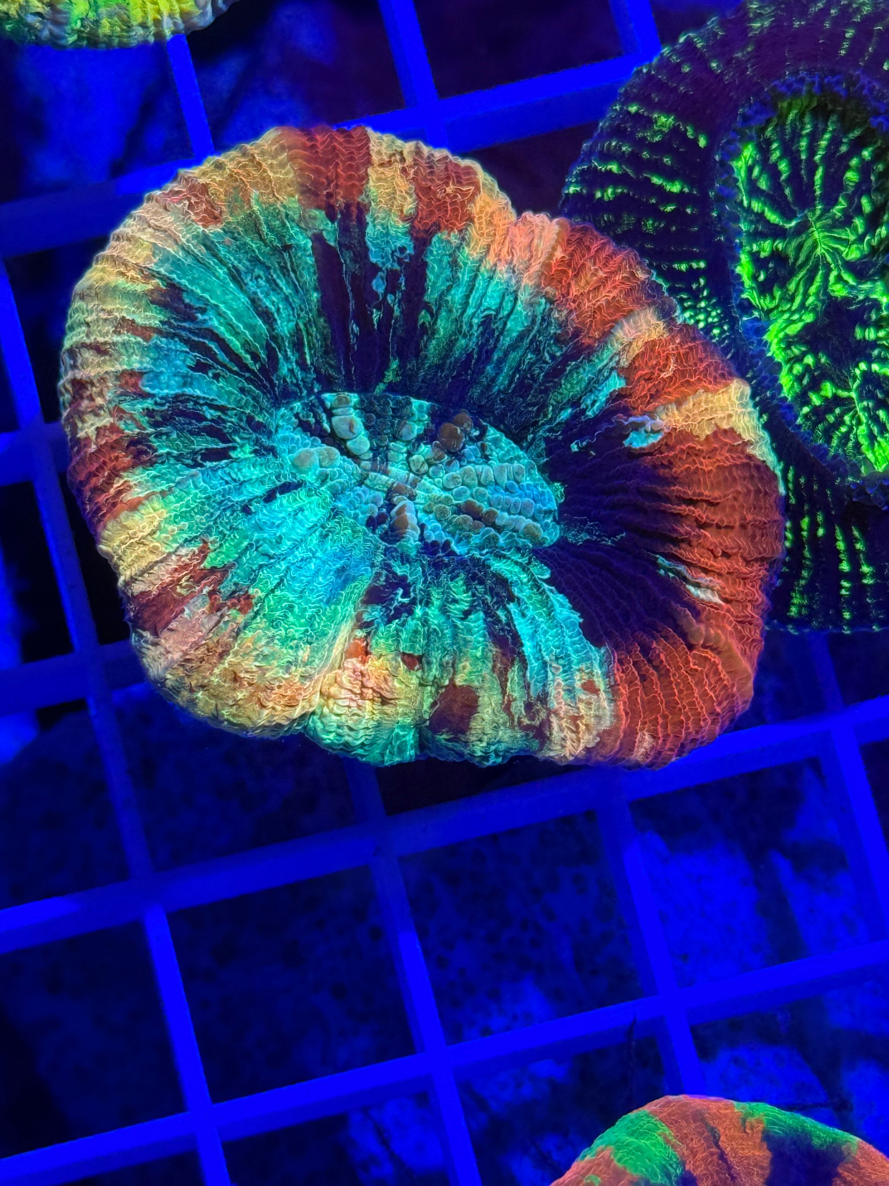 Master Trachyphyllia Small