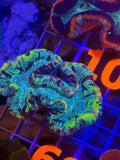 Trachyphyllia Ultra Rainbow