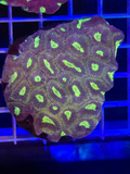 Favia Colony XL - WYSIWYG D4DD2C29