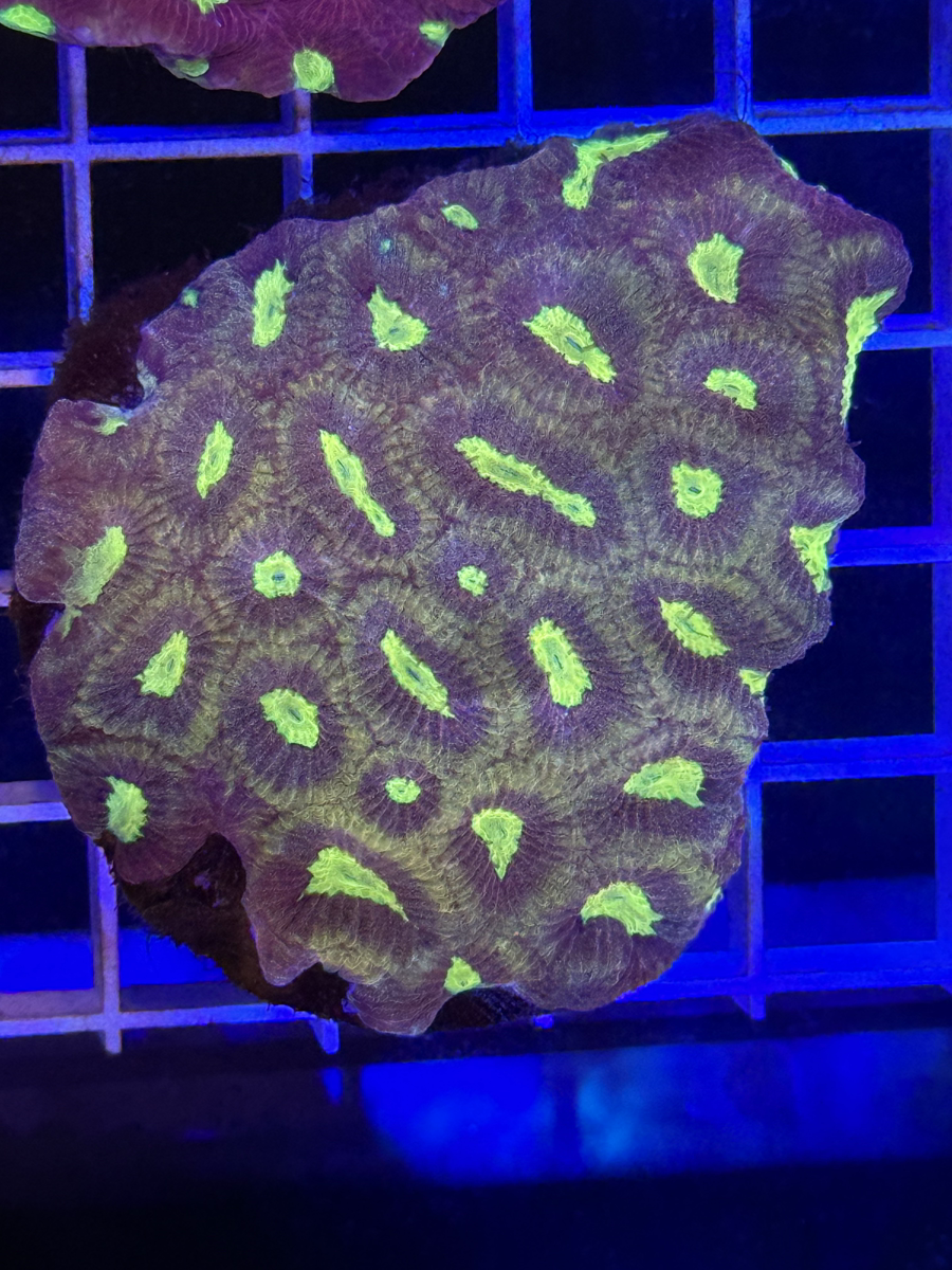 Favia Colony XL - WYSIWYG D4DD2C29