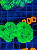 Trachyphyllia - WYSIWYG D6C020F4