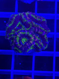 Acan Lord Ultra Frag - WYSIWYG D7090816