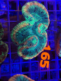 Trachyphyllia - WYSIWYG D9521F09