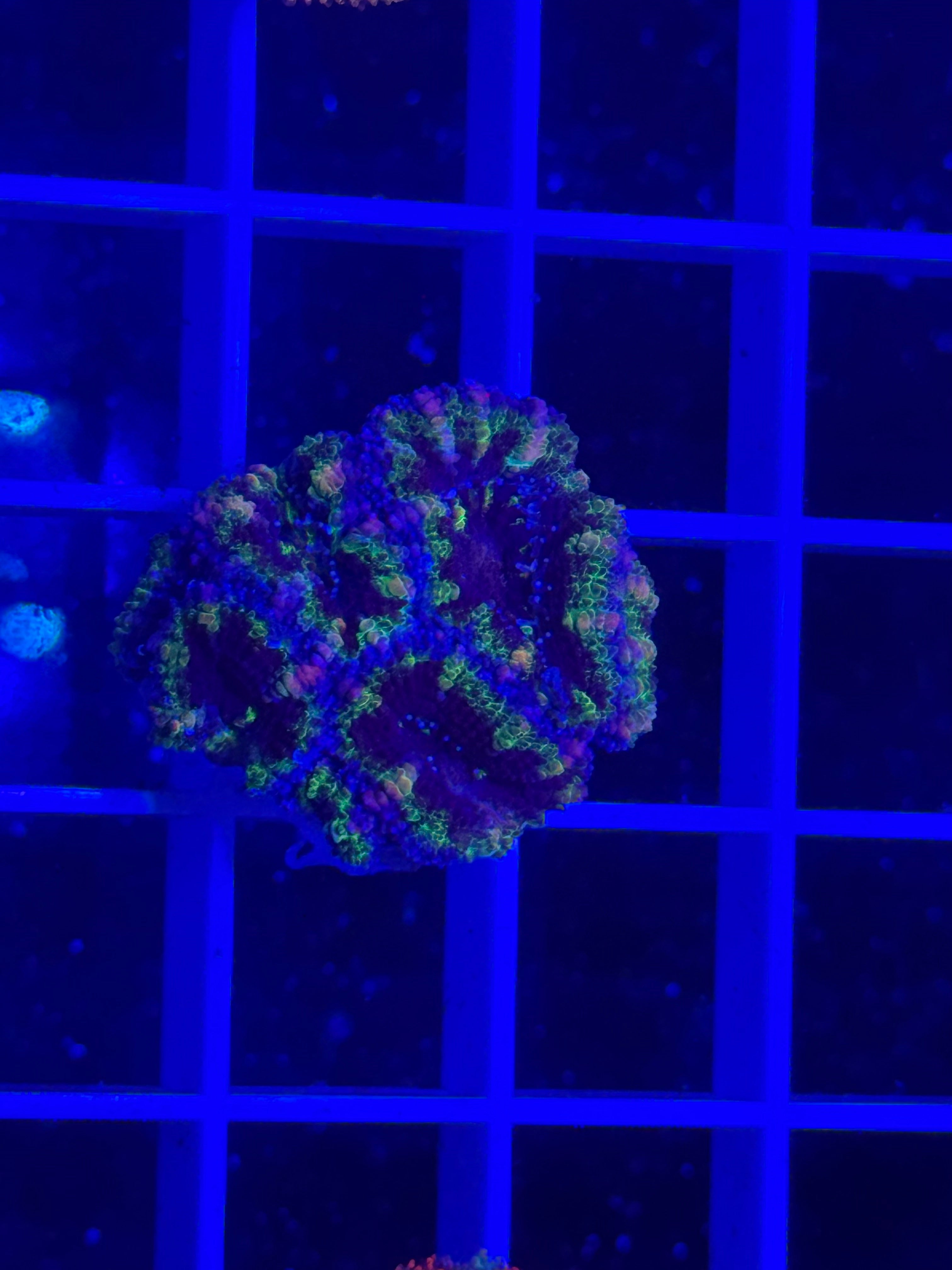 Acan Lord Ultra Frag - WYSIWYG DB45AB13