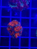 Acan Lord Ultra Frag - WYSIWYG DB54E56C