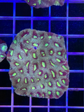 Favia Colony XL - WYSIWYG DBCFE551